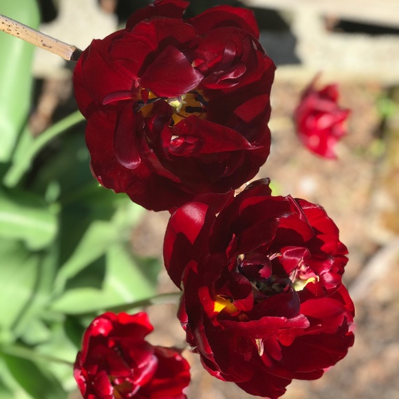 Meet your Posher, Alice - Picture 1 of 1